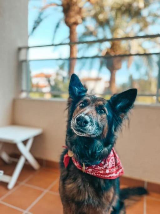 Apartamento Klimatyczny Loft I Egzotyczny Basen Benalmádena Exterior foto
